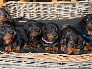 Miniature Dachshund dogs - Advert 4