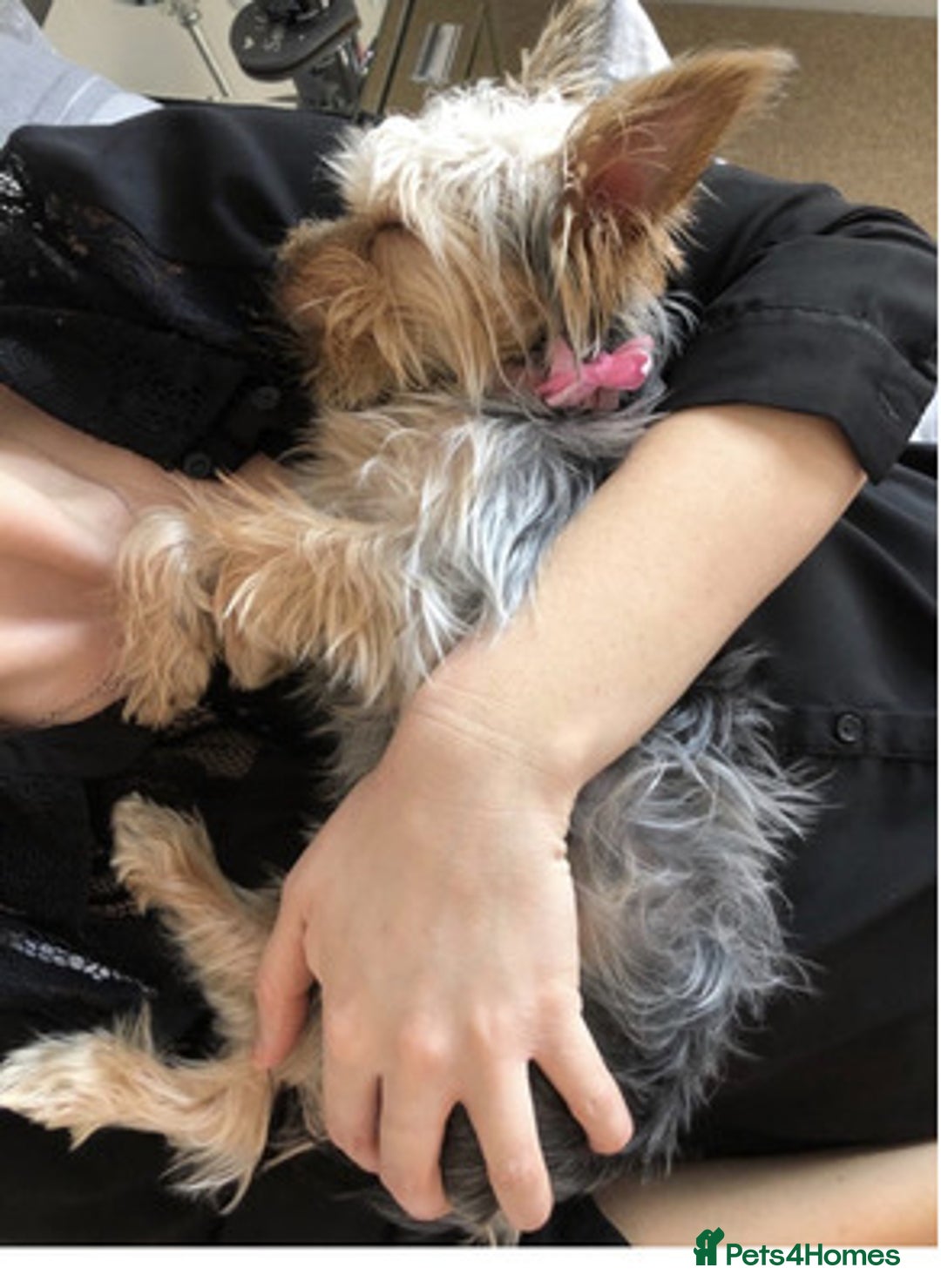 Yorkshire Terrier dogs for sale: active Yorkshire terrier  - Advert 2