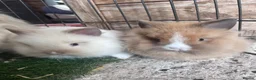 Lionhead rabbits for sale: 2 FEMALE DOUBLE MAINED LIONHEADS - Advert 2