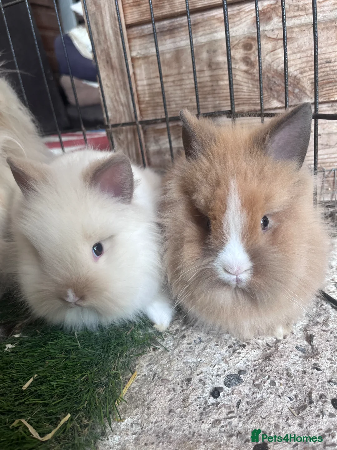 Lionhead rabbits for sale: 2 FEMALE DOUBLE MAINED LIONHEADS - Advert 2