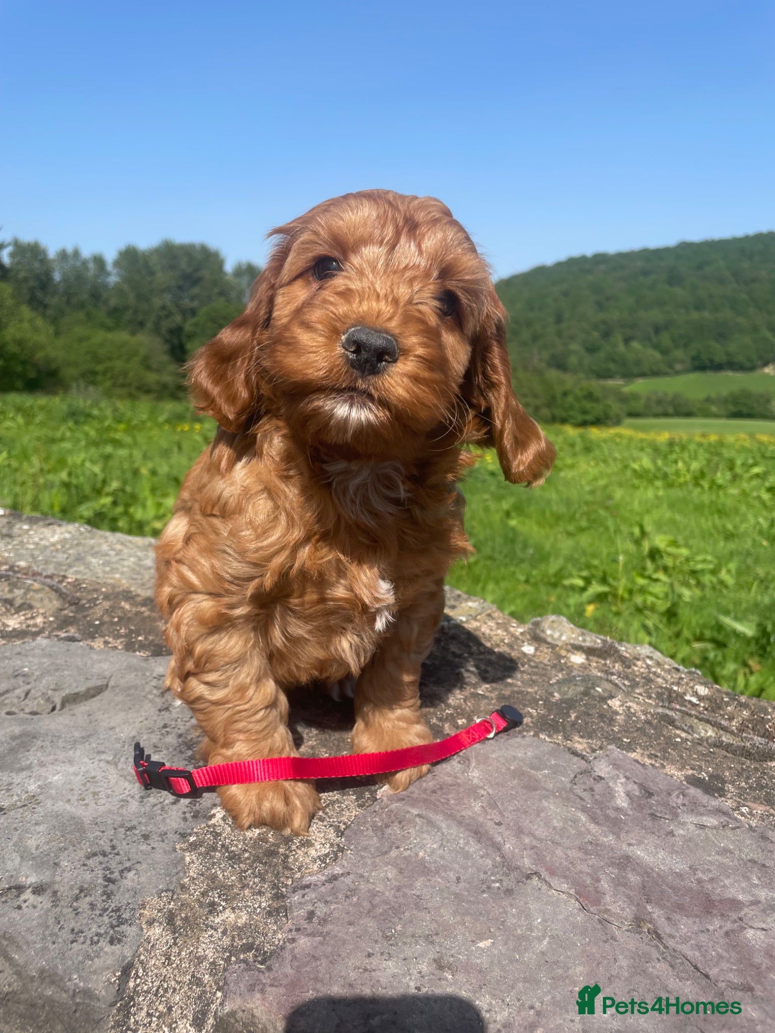 Cockapoo dogs 6 Gorgeous Cockapoo Pups ready for forever homes - Advert 1