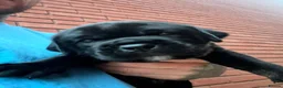 Mixed Breed dogs for sale: Cane Corso/Rottweiler puppies in Bridgwater - Advert 18