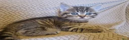 British Shorthair cats for sale: British Shorthair Cross Kittens - Advert 10