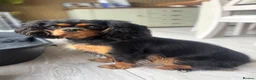 Cavalier King Charles Spaniel dogs for sale: Beautiful KC reg CKCS female 3yrs old - Advert 1