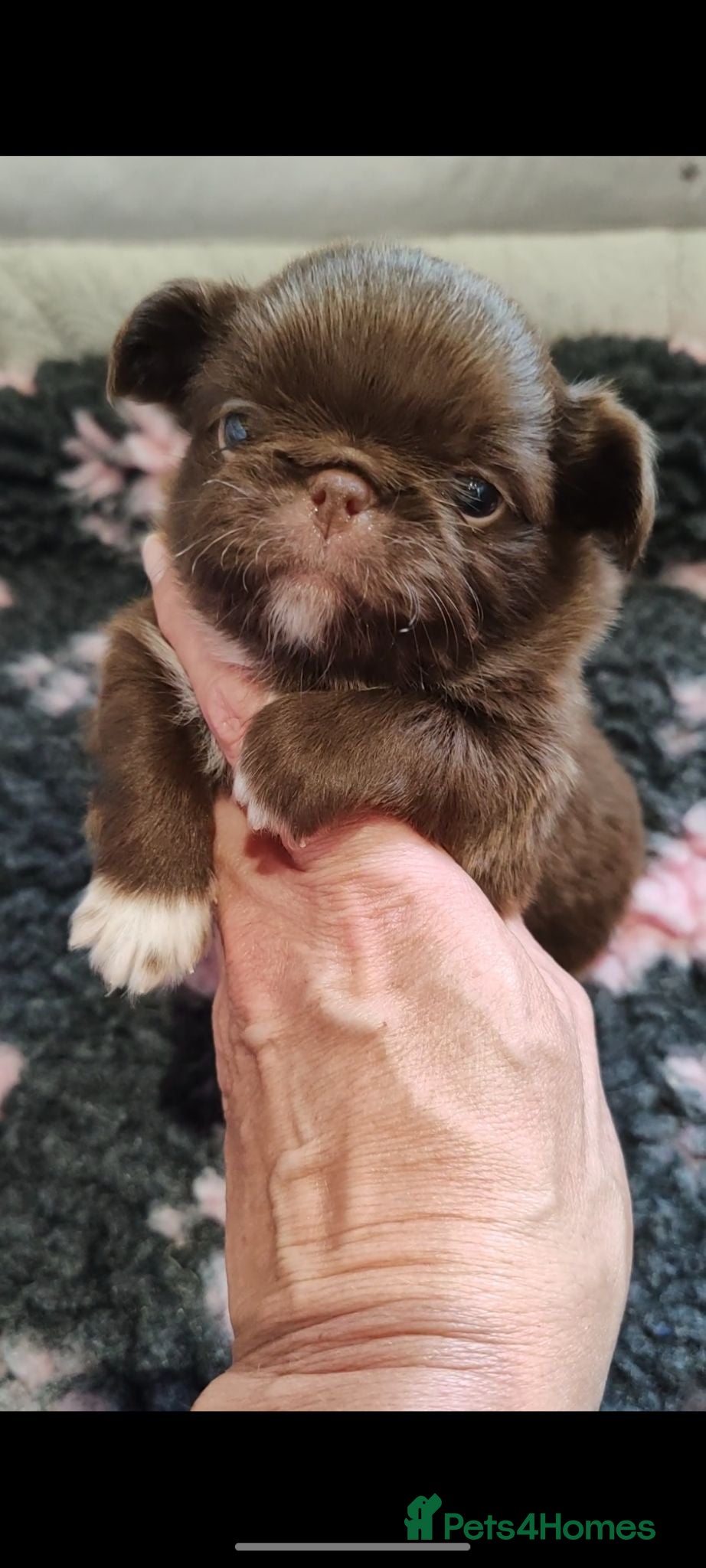 Chihuahua dogs KC REG THAI X RUSSIAN LINES NOW ARRIVED  - Advert 2
