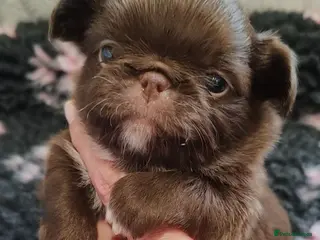 Chihuahua dogs KC REG THAI X RUSSIAN LINES NOW ARRIVED - Advert 2