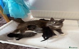 Domestic Shorthair cats for sale: Kittens  - Image 5