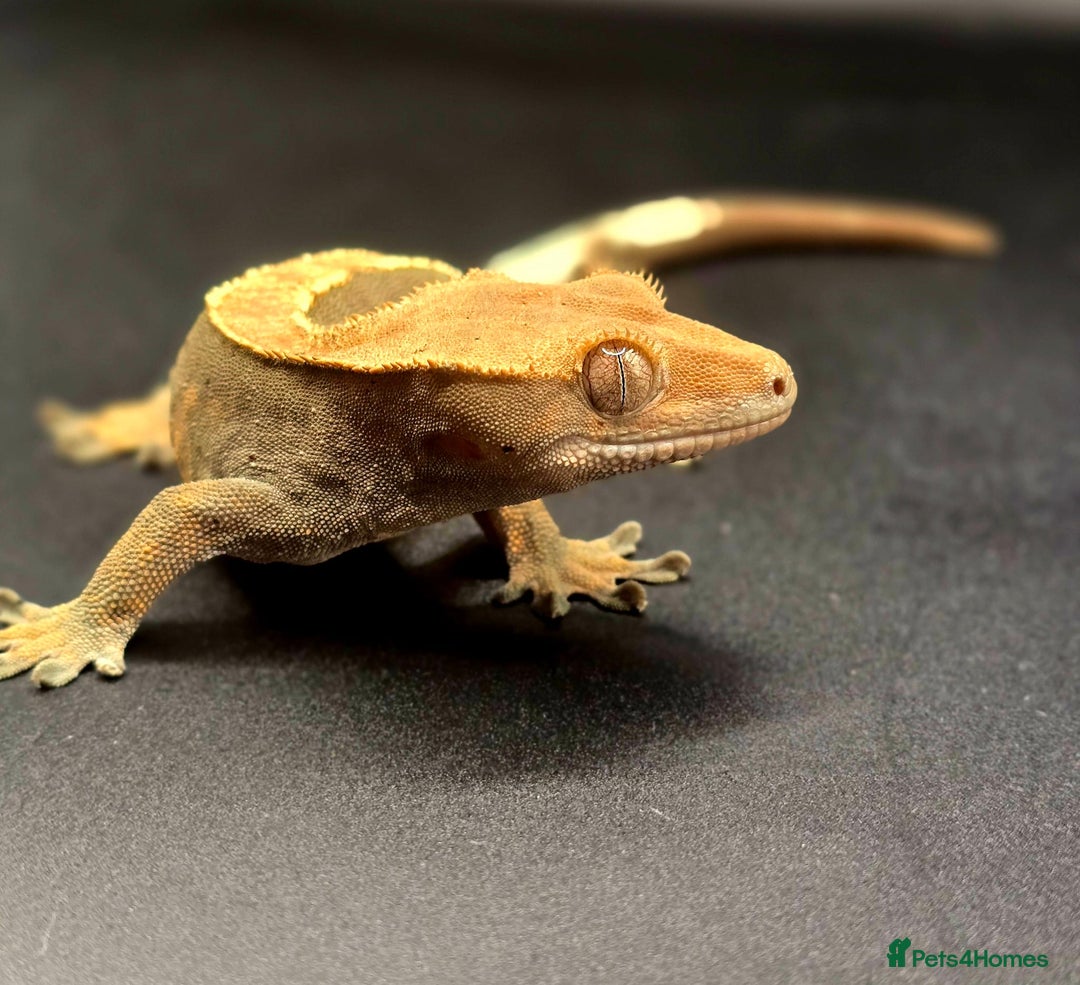 Gecko reptiles for sale: Female Crested Gecko - Image 7