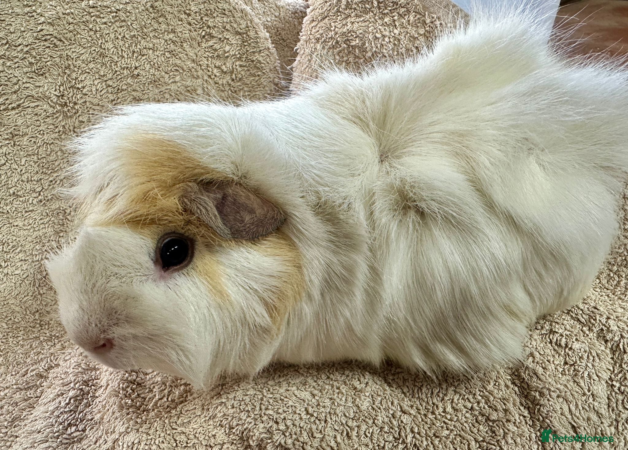 Guinea Pig rodents Gorgeous Male Guinea Pigs Available - Advert 8