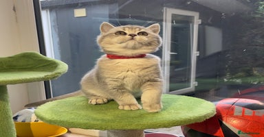 British Shorthair cats - Advert 4