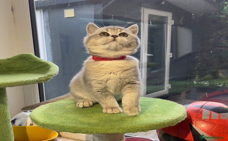 British Shorthair cats - Advert 4