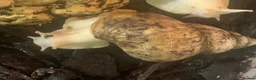 Snails invertebrates for sale: Jade albino giant African land snails  - Advert 4
