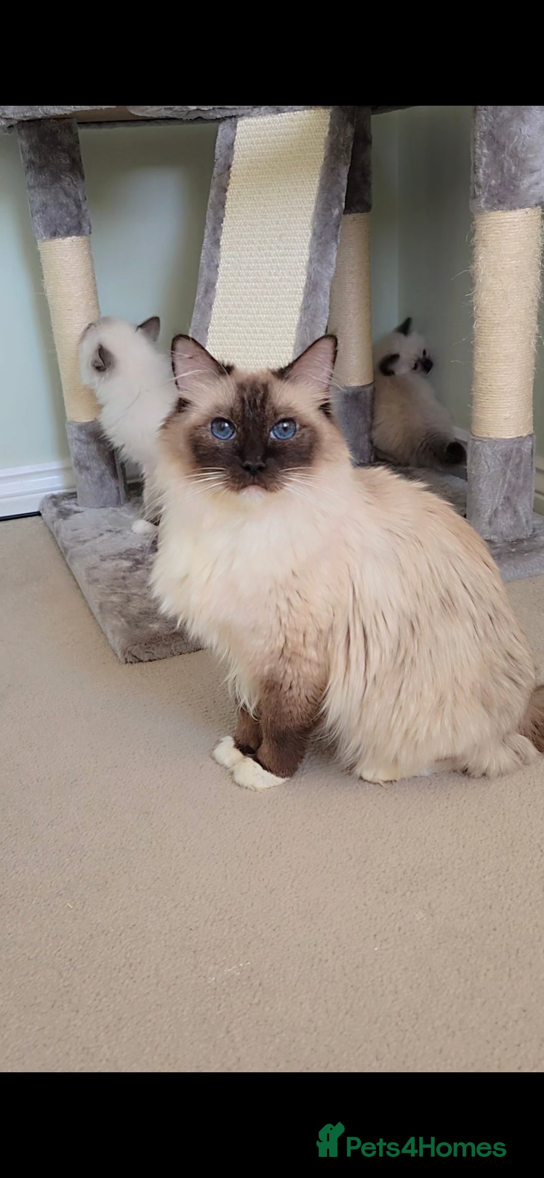 Ragdoll cats for sale: TICA REGISTERED KITTENS/Active - Advert 26