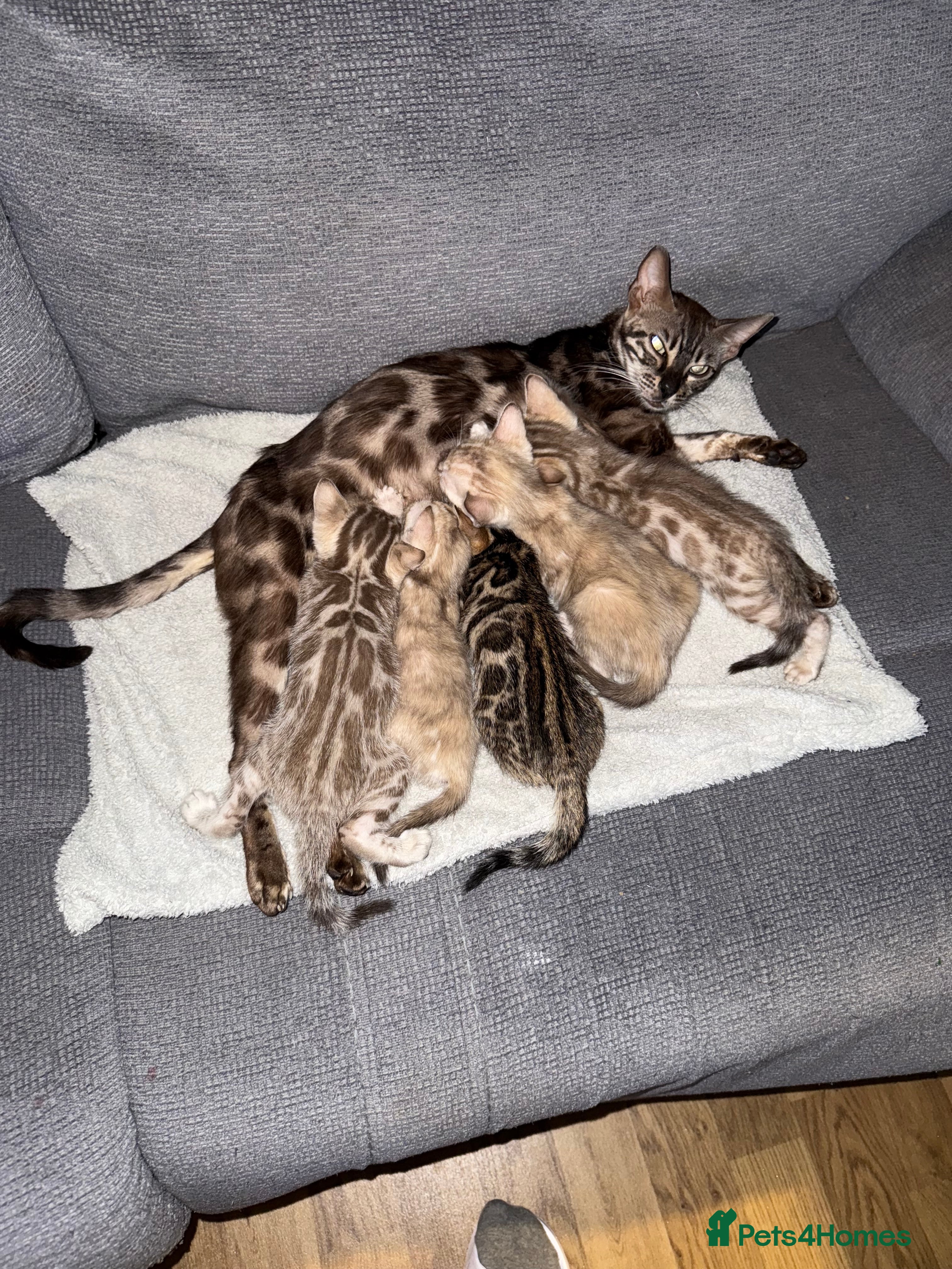 Bengal cats Beautiful bengal kittens  - Advert 2