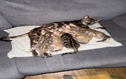 Bengal cats for sale: Beautiful bengal kittens  - Image 2