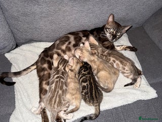 Bengal cats Beautiful bengal kittens - Advert 2