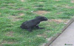 Mixed Breed dogs for sale:  Whippet × Patterdale Dog Pups - Image 29