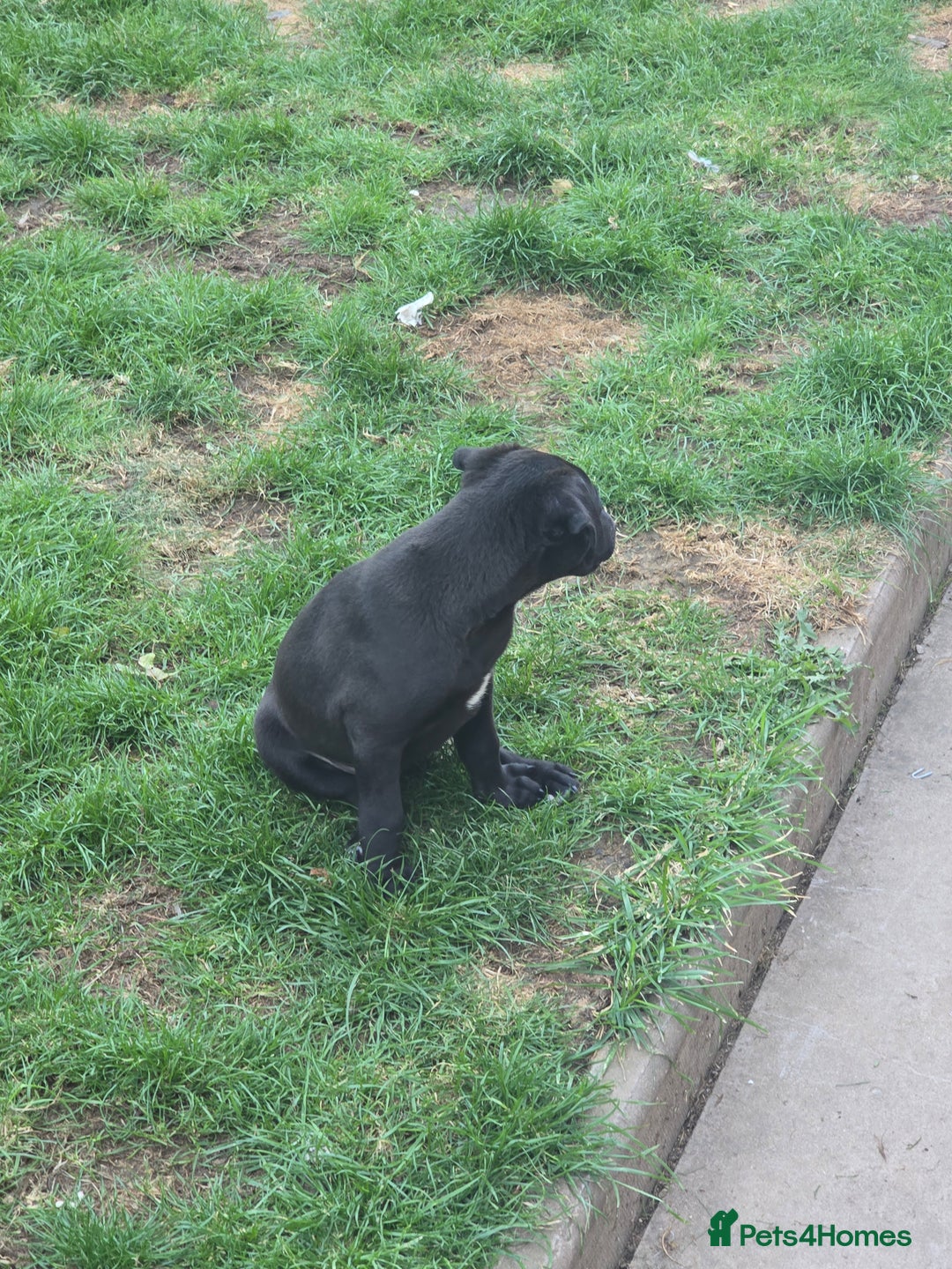 Mixed Breed dogs for sale:  Whippet × Patterdale Dog Pups - Image 29