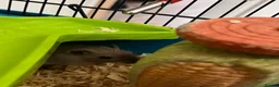 Gerbil rodents for sale: 3 male gerbils and enclosure  in Poulton-le-Fylde - Advert 3