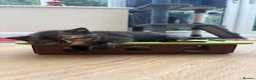 British Shorthair cats for sale: GCCF - BSH Girls - looking for forever homes  - Advert 20