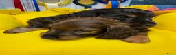 Miniature Dachshund dogs for sale: Miniature Longhaired Dachshunds  - Advert 4