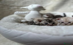 Bengal cats for sale: 💎💎💎 Luxury Bengal Kittens Available  - Image 13