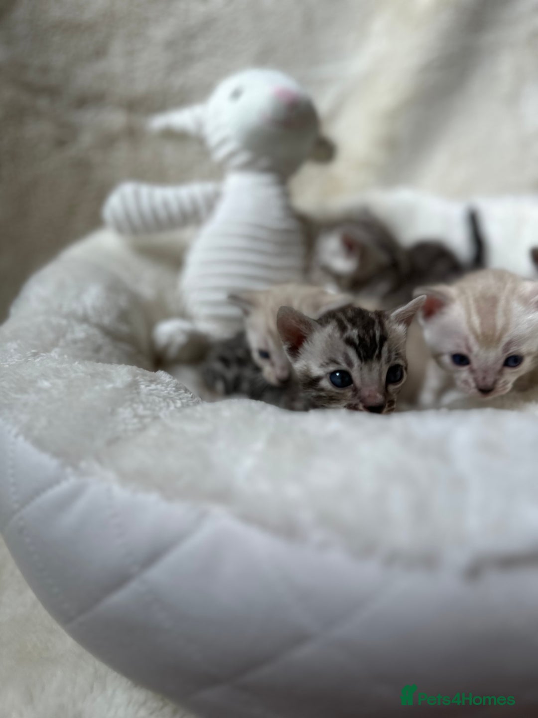 Bengal cats for sale: 💎💎💎 Luxury Bengal Kittens Available  - Image 13