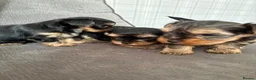 Yorkshire Terrier dogs for sale: Three stunning Yorkshire terrier puppies  - Advert 6