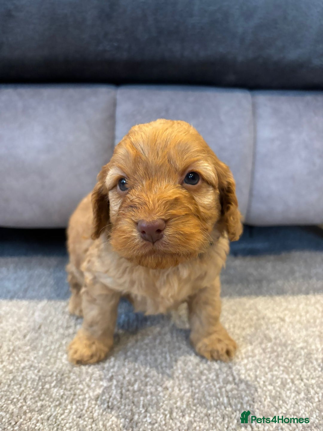 Cockapoo dogs for sale: Six stunning cockapoo puppies - Advert 18