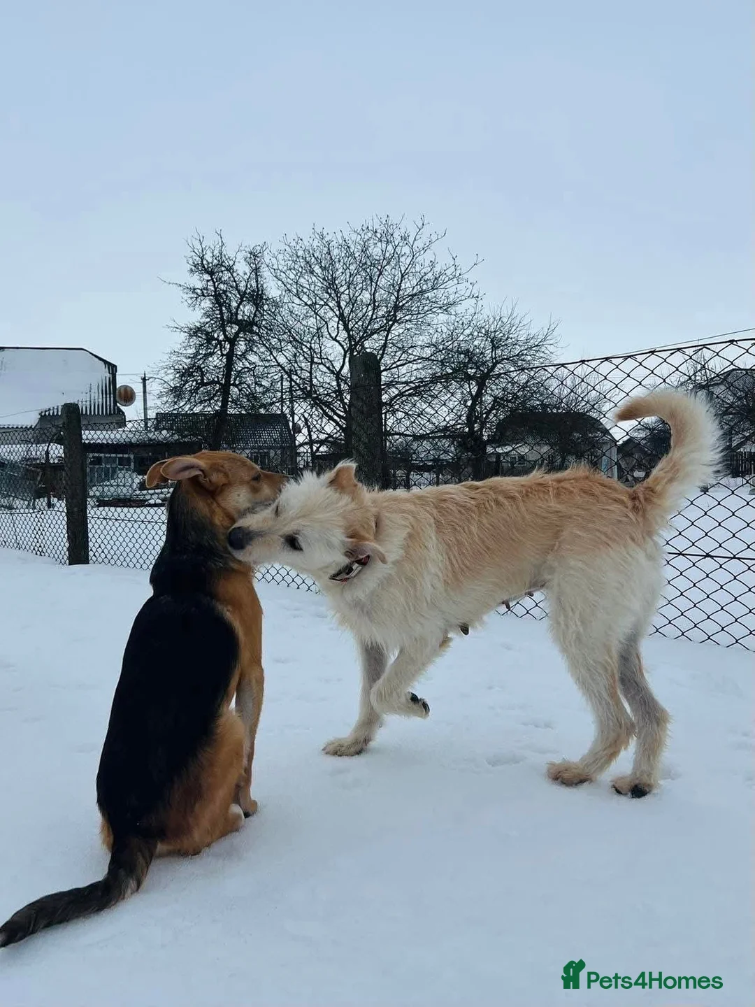 Mixed Breed dogs for adoption: 💙🐶 TUTTY 🐶💙 - Advert 3