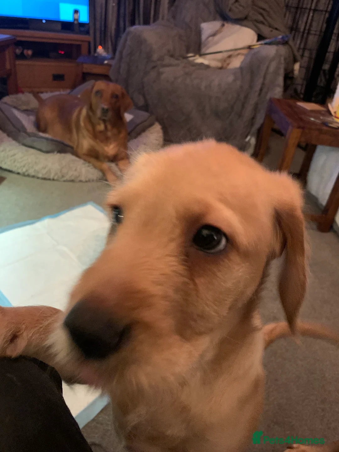 Labradoodle dogs for sale: Family labradoodle looking for a family home  - Advert 8