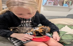 Tan rabbits for sale: Beautiful baby GUINEA PIGS - Image 1