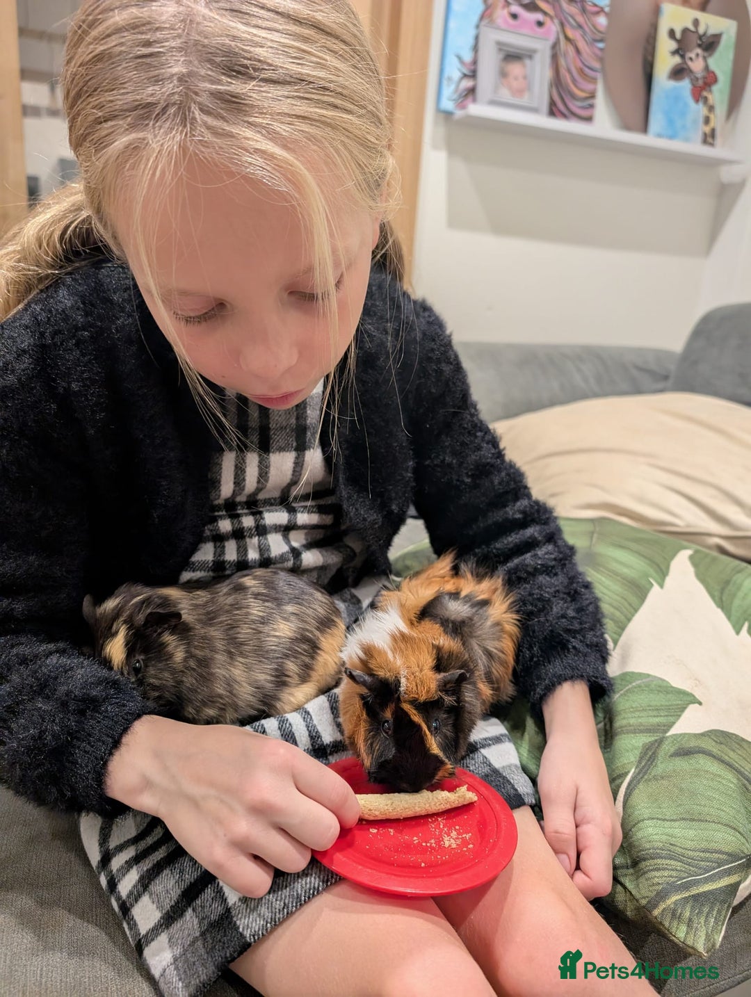 Tan rabbits for sale: Beautiful baby GUINEA PIGS - Image 1