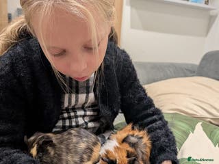 Tan rabbits Beautiful baby GUINEA PIGS - Advert 2