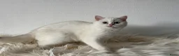 British Shorthair cats for sale: TICA Beautiful British Shorthair Kittens - Advert 7