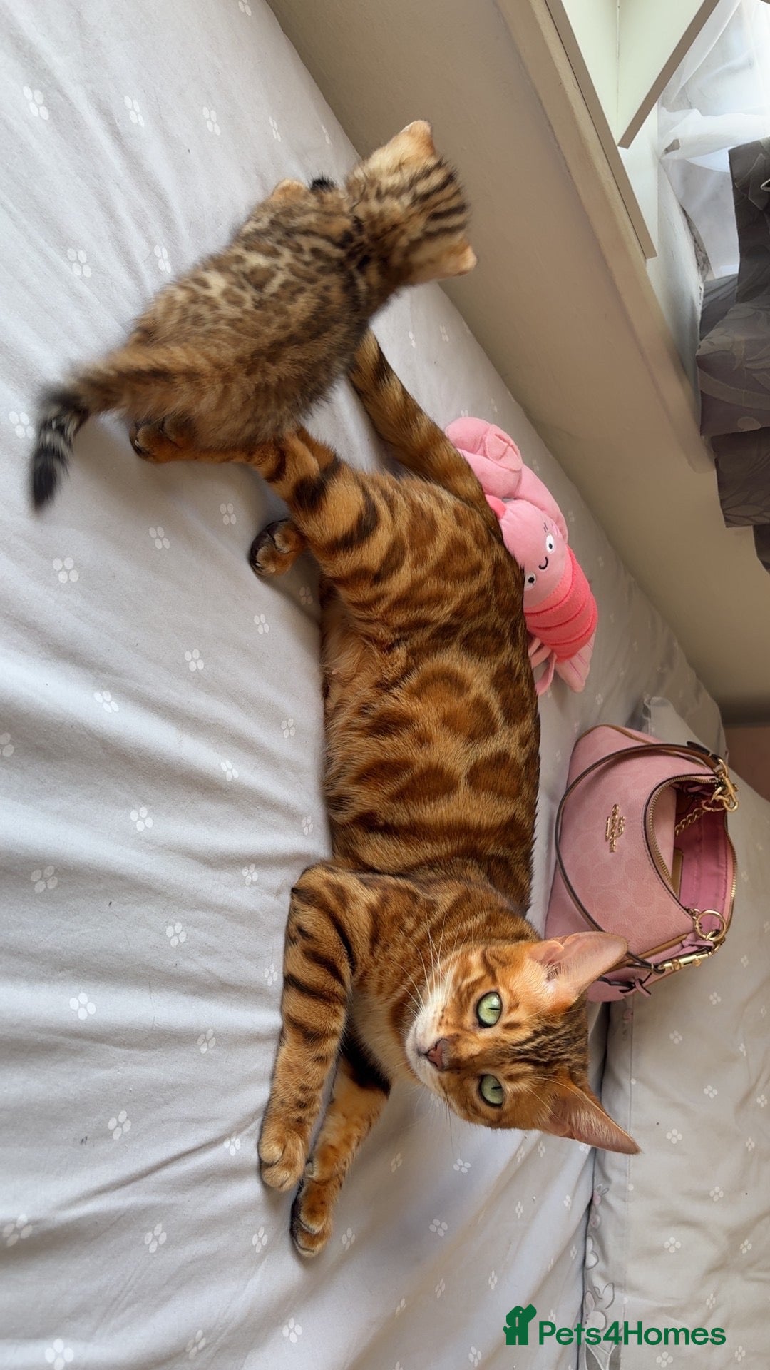 Bengal cats Beautiful bengal girl🤎 - Advert 5