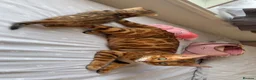 Bengal cats for sale: Beautiful bengal girl🤎 - Advert 1