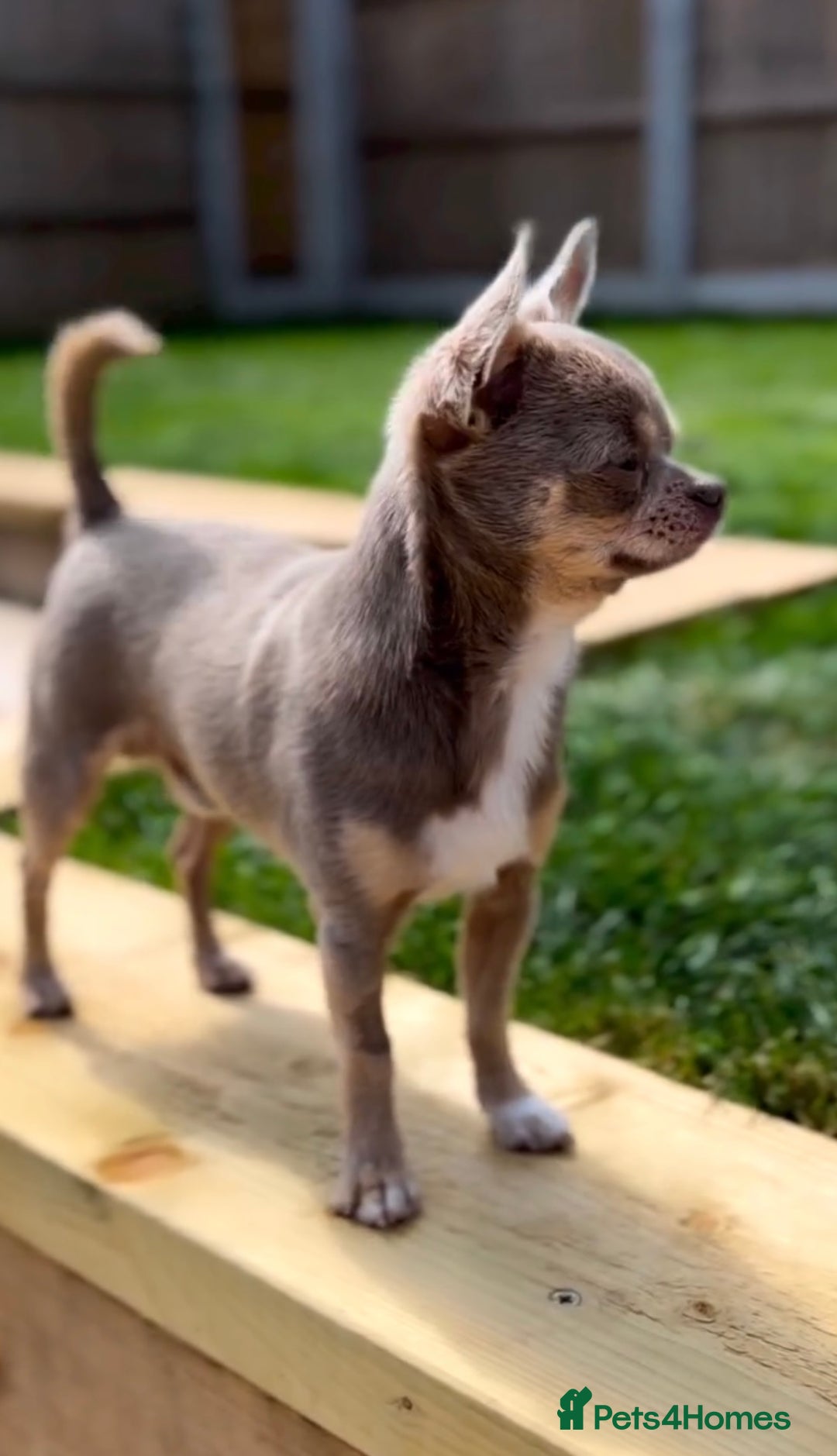 Chihuahua dogs for sale: Chihuahua puppies available on  ** s  - Advert 29