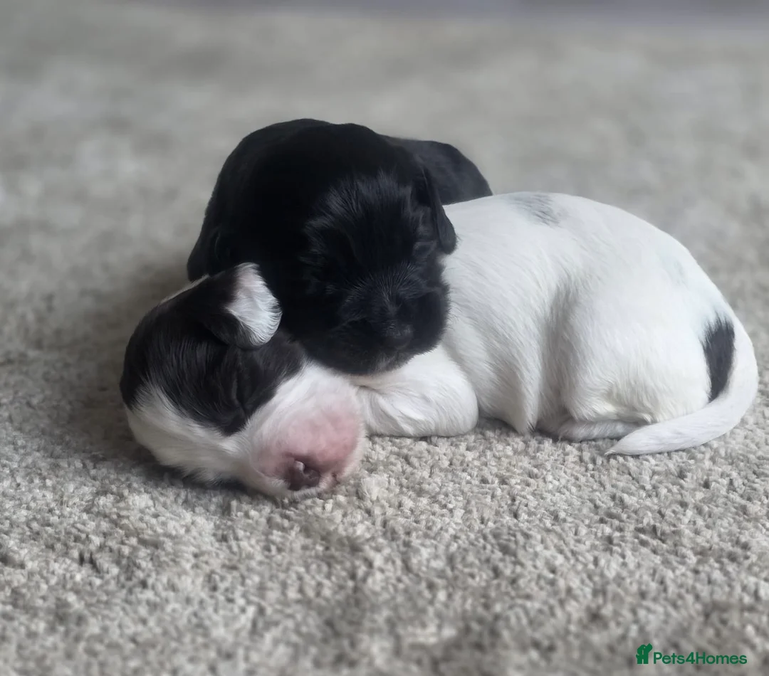 Cocker Spaniel dogs for sale: Cocker spaniel puppies - Advert 13