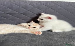British Shorthair cats for sale: Stunning British Shorthair  - Image 7