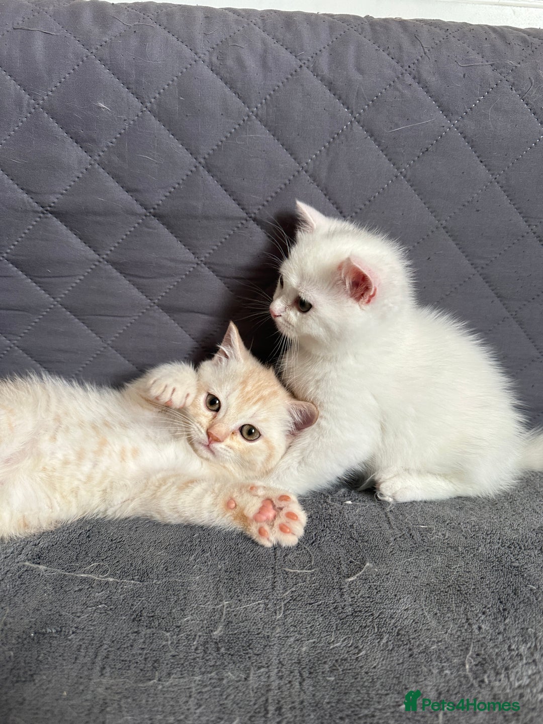 British Shorthair cats for sale: Stunning British Shorthair  - Image 7