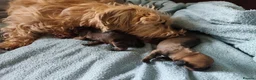 Miniature Dachshund dogs for sale: Premium Mini Wire-haired Dachshund Puppies - Advert 5