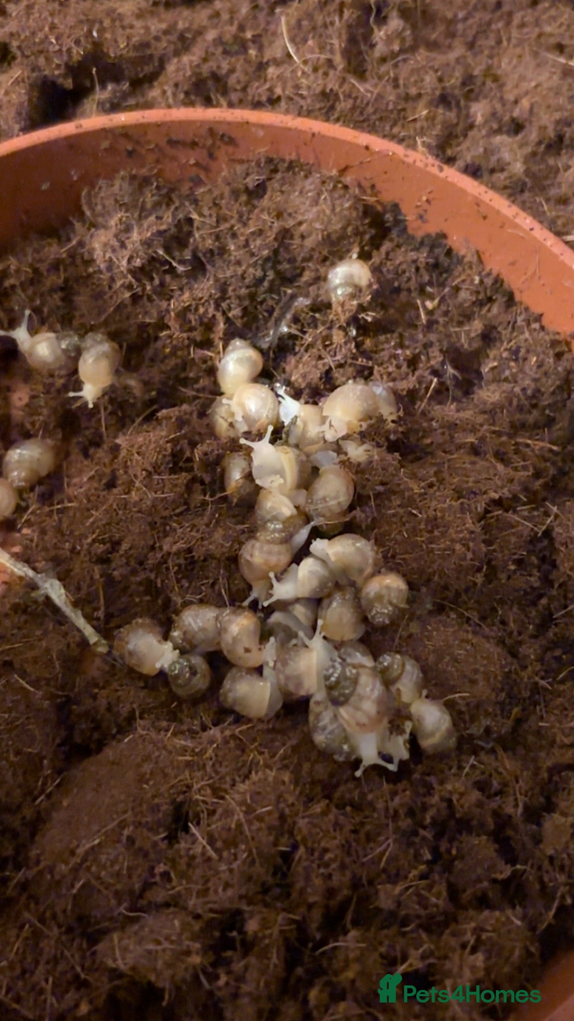 Snails invertebrates African land snails  - Advert 9