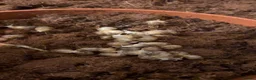 Snails invertebrates for sale: African land snails  in Clacton-on-Sea - Advert 1