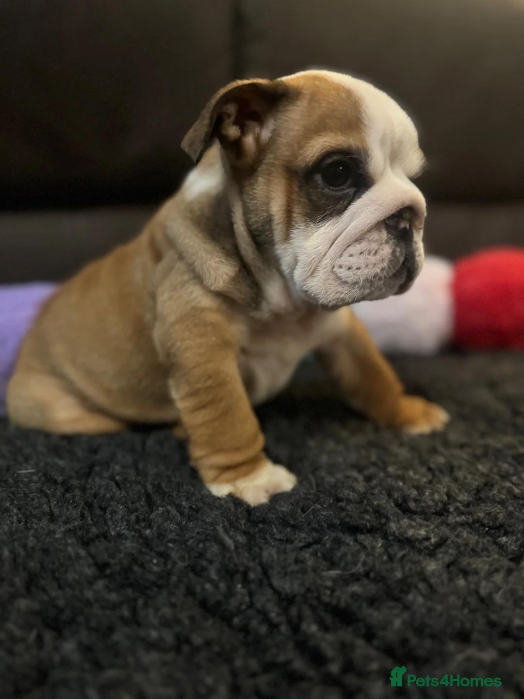 English Bulldog dogs for sale: KC REG Red/White English Bulldogs READY NOW!! - Advert 2