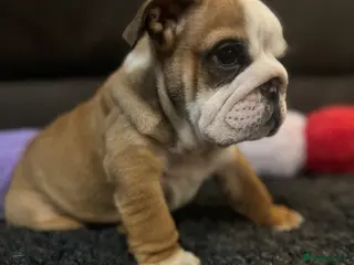 English Bulldog dogs KC REG Red/White English Bulldogs READY NOW!! - Advert 11