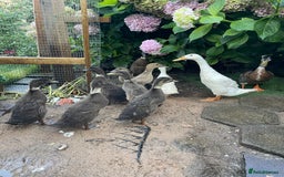 Ducks poultry for sale: Indian runner ducklings  - Image 1
