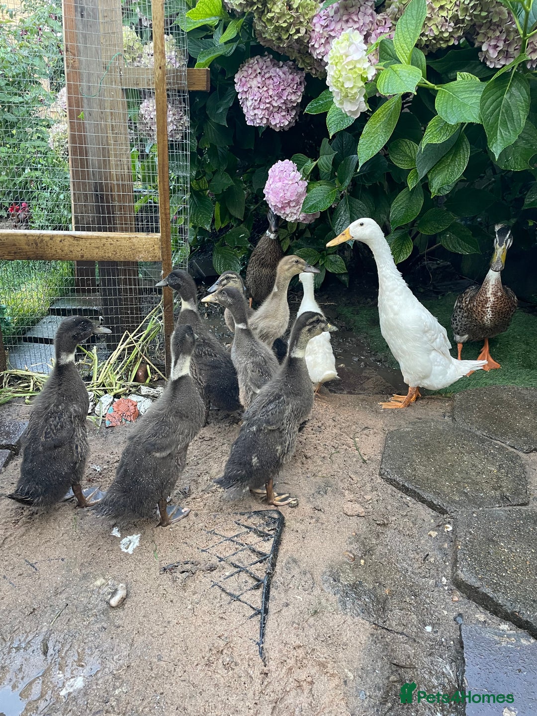 Ducks poultry for sale: Indian runner ducklings  - Image 1