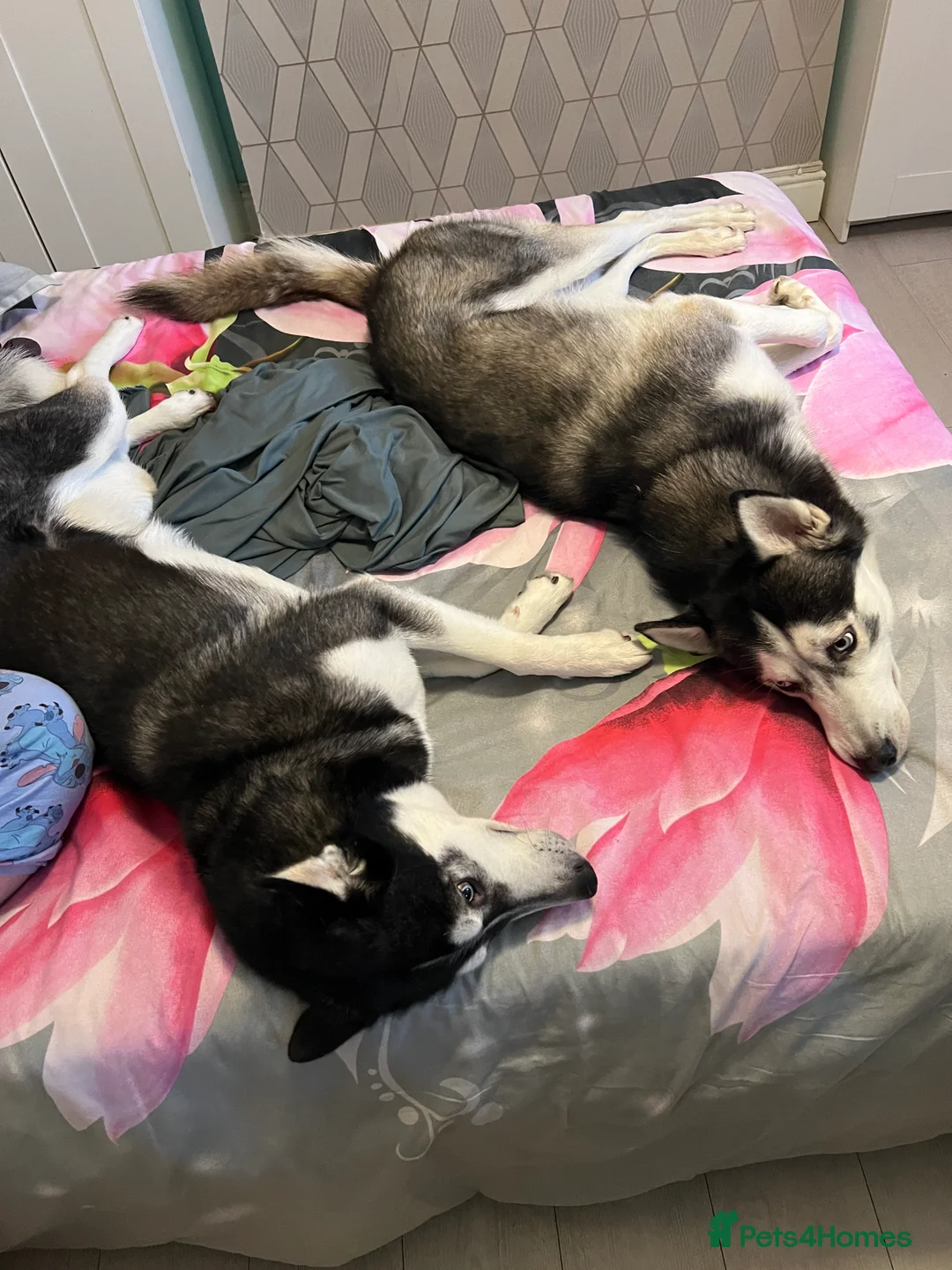 Siberian Husky dogs for sale: Siberian Husky - Advert 7
