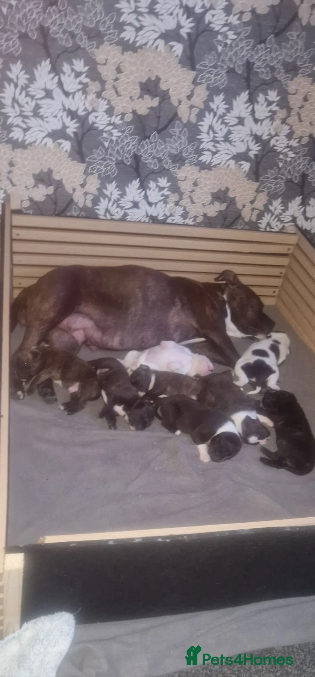 Staffordshire Bull Terrier dogs for sale:  Male Staffordshire bull terrier  - Advert 2